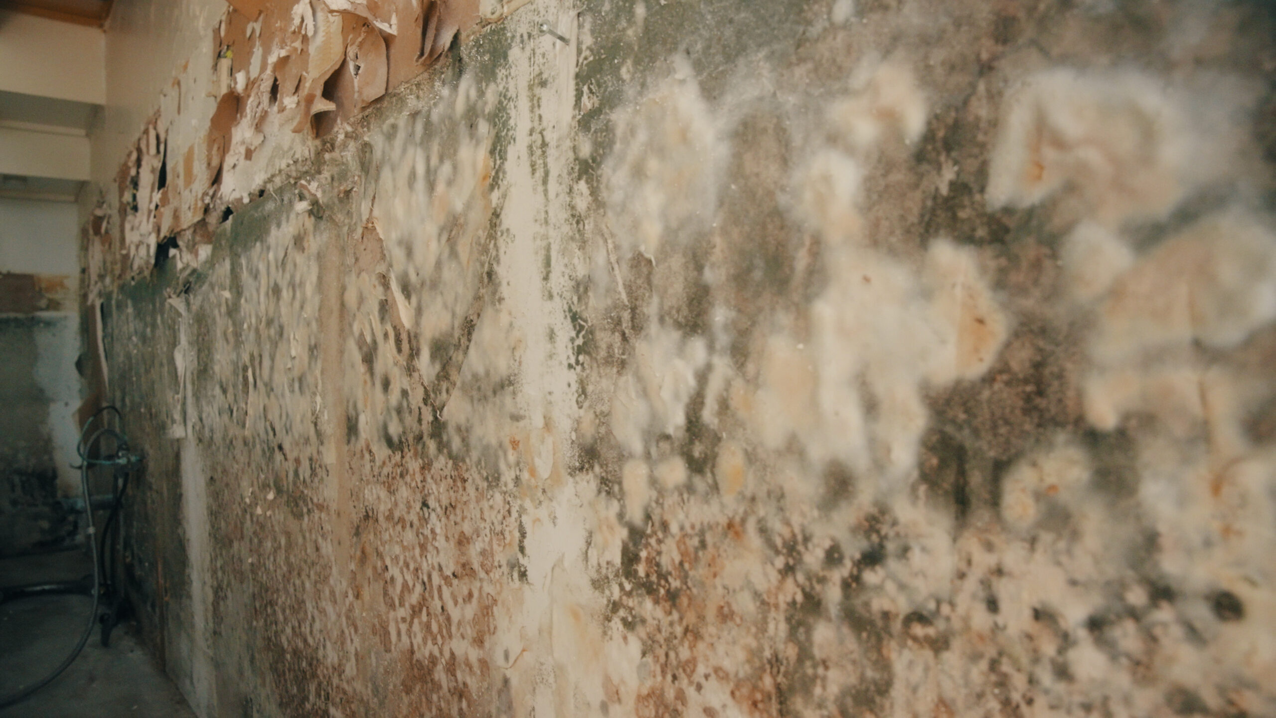 Mold on an indoor wall