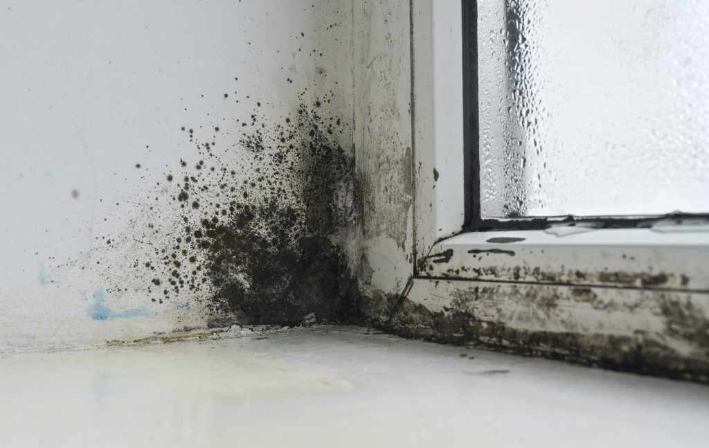Black mold colonies flourish on damp window glass. Windowpane hosts thriving mold ecosystem in humidity-rich environment, where spores and condensation collaborate
