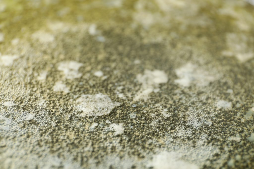 dangerous mold in your house closeup
